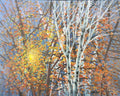 Autumn Illuminated